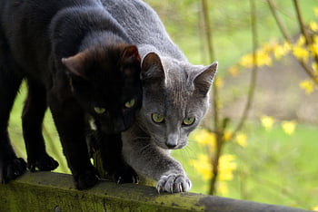 cats, nature, mammals, animals, pets, feline, domestic Cats, domestic Animals, portrait, closeup