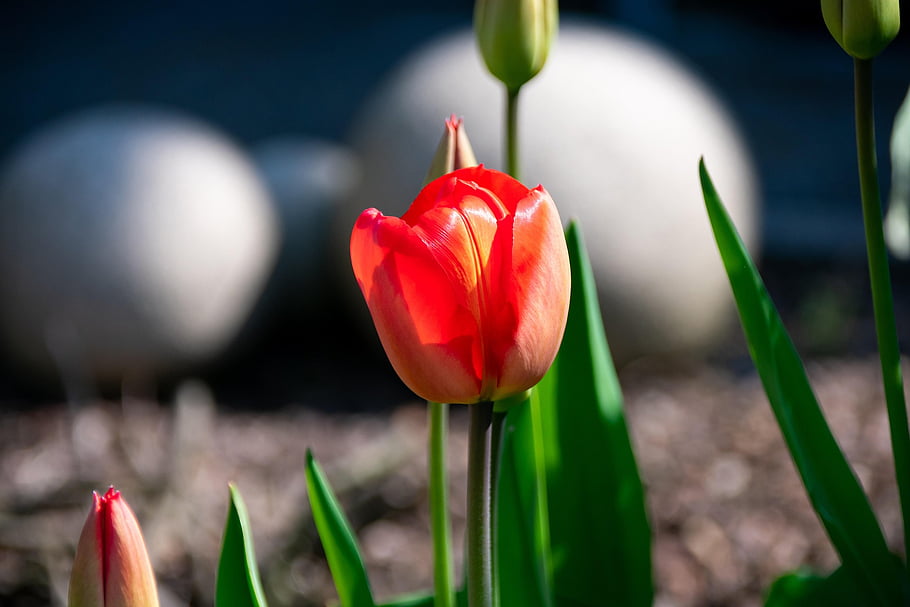 tulip, wallpaper Hd, Wallpaper, red, spring, full Hd Wallpaper, beautiful Wallpaper, mac Wallpaper, free Background, floral Background, flower Background