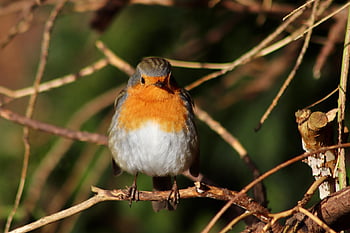 červenka, pěvec, malý pták, Příroda, pták, peří, zvíře, erithacus rubecula, poboček