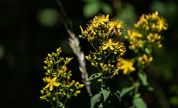 st John's-wort Flower, hypericum Perforatum, st Johns Wort, common Saint John's Wort, woodland Flower, beautiful Flowers, flower Background, wild Flower, yellow Flower, wild Yellow Flower, forest