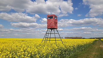 field Of Rapeseeds, oilseed Rape, yellow, landscape, nature, spring, rape Blossom, blossom, bloom, bright