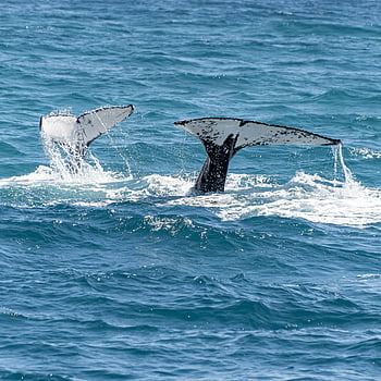 whales, swimming, sea, humpback whales, whale tails, ocean, splash, marine life, wildlife, nature, aquatic animals