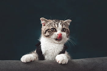 kucing, anak kucing, membelai, menjilat, lidah, kucing muda, hewan, lokal, licik, mamalia, imut