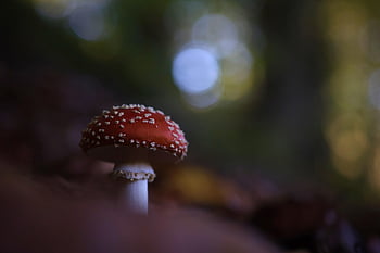 toadstool, φύση, μανιτάρι, πτώση, δάσος, δασικά μανιτάρια