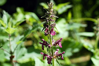 macro, stinging Nettle, nettle, pink Flowers, weed, plant