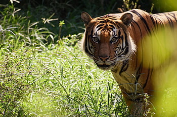 tigre, animale, zoo, grande gatto, strisce, felino, mammifero, natura, fotografia naturalistica, gatti selvatici, pericoloso