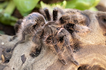 แมงมุมพิษตัวใหญ่ชนิดหนึ่ง, แมงมุม, แมลงจำพวกแมลงมุม, Arachnophobia, แมลง, ปุย, ความหวาดกลัว, ธรรมชาติ, กลัว, น่าขนลุก, สัตว์