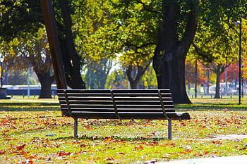 Siyah ahşap Bank, yeşil çimen, sonbahar yaprakları, sakin park, renkli yapraklar, yemyeşil ağaçlar, boş tezgah, park sahnesi, dış mekan ayarı, doğa arka plan, huzurlu çevre