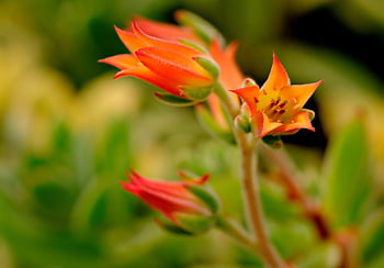 flowers, flower Wallpaper, petals, buds, flower Background, flora, beautiful Flowers, nature, flower, tiny, orange