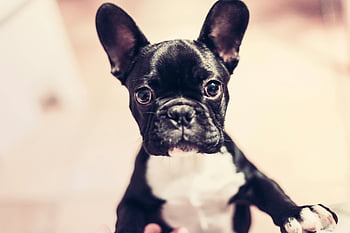 imagini de animale, caine negru, Curios animal de companie, catelus dragut, Imagini pentru câini, poze amuzante, animale de companie, catelus negru, Caine dragut, câine curios, câine amuzant