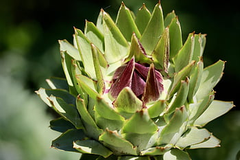 artichoke, artichoke Leaves, vegetables, nourishment, cynara, food, edible, healthy, nature, macro, close Up