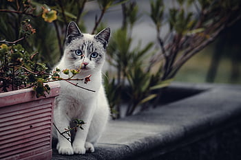 cat, pet, feline, animal, mammal, fur, kitty, domestic, nature, domestic Cat, cat Portrait