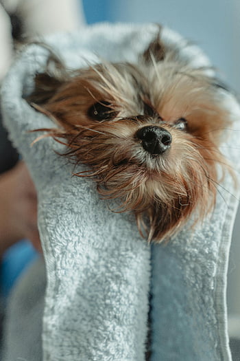 yorkshire terrier, słodki szczeniaczek, długo powlekane, brązowe i białe, mały pies, suszony, ręcznik, wewnątrz, zabawna natura, delikatny, opieki nad Zwierzętami