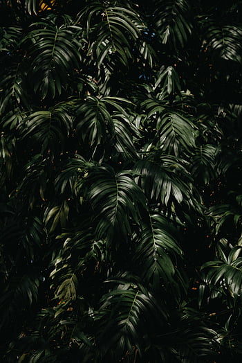 tropische plant bladeren, monstera bladeren, dicht gebladerte, donkergroene bladeren, weelderig tropisch, natuur behang, tropisch gevoel, groene monstera, tropische planten, bladplanten, Dichte bladeren