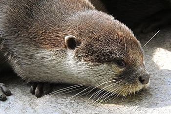 otter, clawed Otter, predator, wildlife, zoo, animal, nature