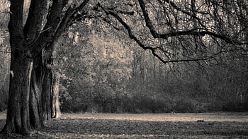 trees, row Of Trees, avenue, park, nature, forest, black And White, fall, autumn Picture, grief, sadness