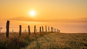 tramonto, campo, recinto, demarcazione, erba, prateria, albero singolo, crepuscolo, sole al tramonto, cielo, natura