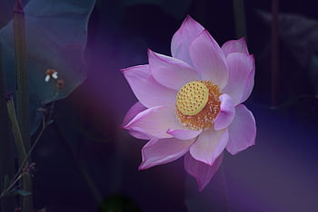 flower, lotus, flower Background, nature, flower Wallpaper, zen, beautiful Flowers, leaves, plants, blossom