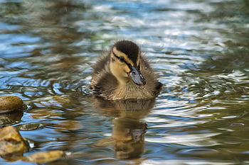 duck, duckling, lake, young Duck, bird, waterfowl, water Bird, aquatic Bird, animal, feathers, plumage