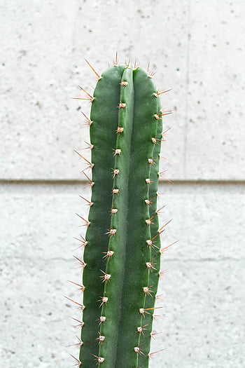 zelený kaktus rostlin, Vysoký saguaro kaktus, texturovaná betonová zeď, Minimalistický obrázek, kaktus, beton, zelená rostlina, pouštní rostlina, špičatý kaktus, venkovní závod, fotografování přírody