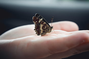 insect, butterfly, wings, hand, fauna, antennae, species, entomology, macro