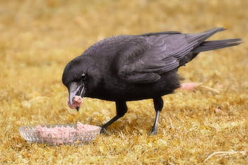 カラスの鳥、 カラス鳥、 ウルフダウン、 自然、 羽毛、 採餌、 鳥、 カラス、 フィード、 くちばし、 野生動物