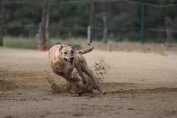 chrty, greyhound dostihy, dostihy psů, závodní dráha, běh, Příroda, sportovní, Psí sport, lov králíků, zvíře, Na lov
