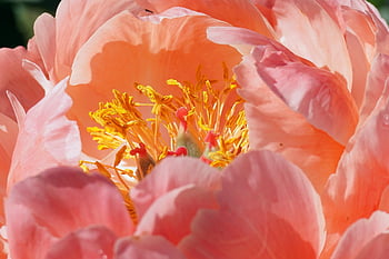 flower, peony, plants, pink Petals, herb, botany, garden, flora, spring, close Up, nature