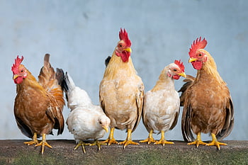 kuře, kohout, slepice, kuřat, velikonoční, roztomilý, zvířat, zemědělství, natura, jídlo, domácí