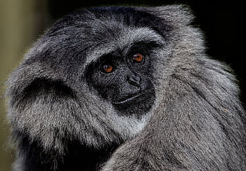 gibbon, silvery Gibbon, moloch Gibbon, javan Gibbon, primate, mammal, animal, diurnal, nature, arboreal, wildlife