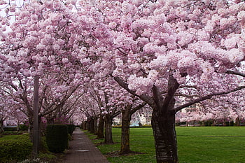 cherry, blossom, trees, park, nature, flower, pink, bloom, landscape, garden, spring