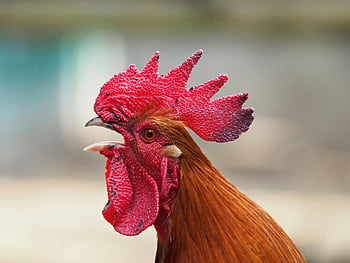 cocoş, Fotografie selectivă, Roșu viu, Cockscomb detaliat, vizualizare profil, animal de ferma, pui, păsări de curte, pasăre, a închide