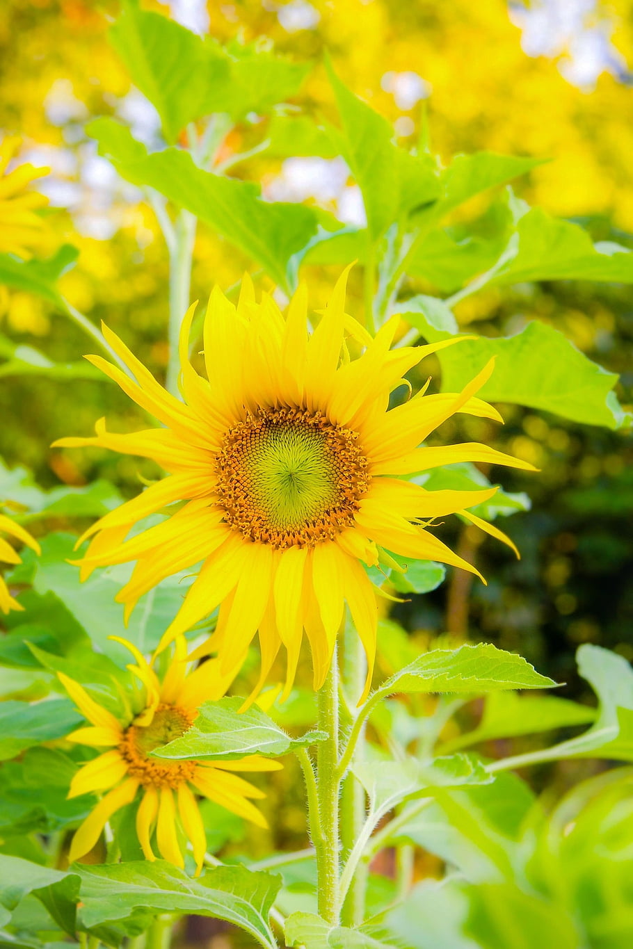 sunflower, flower, plant, yellow Flower, bloom, leaves, field, nature, closeup