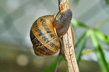 snail, shell, mollusk, gastropod, snail Shell, animal, animal World, probe, mucus, casing, crawl