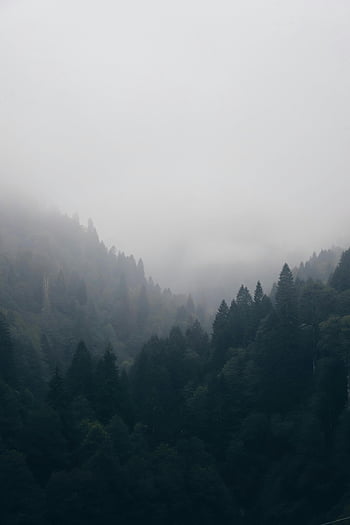 foggy mountains, lush green trees, mountain forest, peaceful atmosphere, mysterious atmosphere, tranquil view, foggy landscape, forest scenery, natural beauty, serene environment, misty mountains