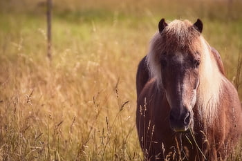 cavalo, Prado, natureza, pasto, animal, Castanho, Pomar, pasto