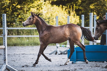 foal, yearling, pony, paddock, ranch, nature, mare, horse, animal, mammal