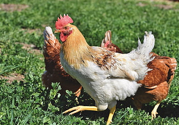 faucet, gockel, chicken, hen, poultry, rump, free Range, farm Animal, bird, comb, beak