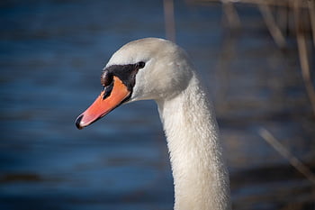 bird, swan, ornithology, species, fauna, avian, animal, beak, wildlife, white Plumage, long Neck