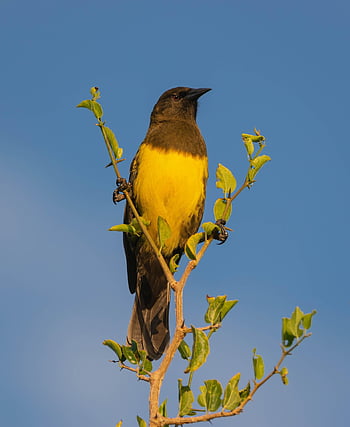 Vogel, Wildvogel, Vogelkunde, Fauna, Tier, Natur, Vögel beobachten, oben, Tierwelt