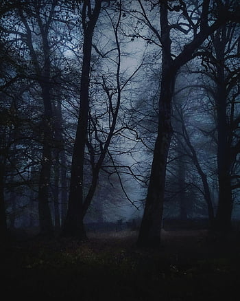 bezlisté stromy, les, Mlhavý den, děsivá krajina, mlha, svítání, temný les, Holé stromy, Atmosférická scéna, fotografování přírody, náladový les