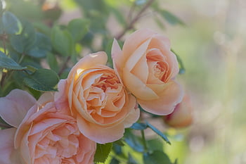 Rose, fioritura, fiorire, albicocca, Buona festa della mamma, romantico, bellezza, amore, fiore di rosa, fragranza, petali
