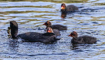 coot With Chicks, coot Chicks, ugly Chicks, nature, coot, water Bird, waterfowl, lake, baby Coot, feather, plumage