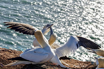 northern Gannet, sea Bird, north Sea, bird, wildlife, nature, flying, sea, booby, water Bird, seabirds