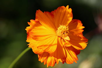 yellow Jewelry Basket, yellow Cosmos, flower Wallpaper, cosmos, pistils, cosmos Sulphureus, orange Flower, petals, stamens, beautiful Flowers, blossom