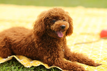 dog, puppy, poodle, pet, animal, nature, pup, young Dog, domestic Dog, canine, mammal