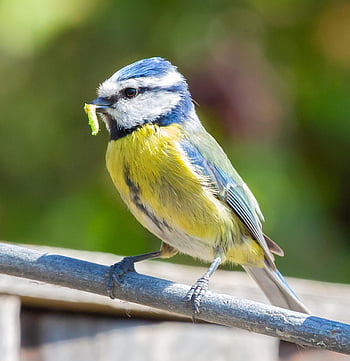 tırtıl ile Mavi baştankara, mavi baştankara, küçük kuş, bahçe kuşu, Bahçe, doğa, çit, tüyler, tüy, bluetit, kuş