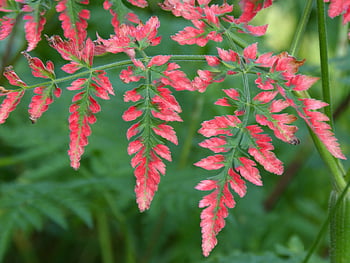 fern, leaves, foliage, garden, plant, nature