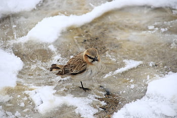 bird, sparrow, snow, beak, feathers, plumage, ave, avian, ornithology, birdwatching, animal