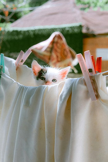 kitten, drying laundry, clothesline, cute kitten, sheets, charming scene, indoor scene, laundry line, peeks through, multi-colored eyes, outdoor setting